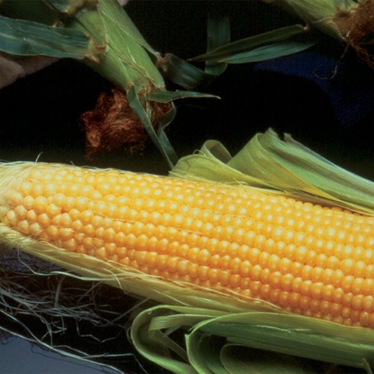 Picture of Sweet Corn Incredible F1